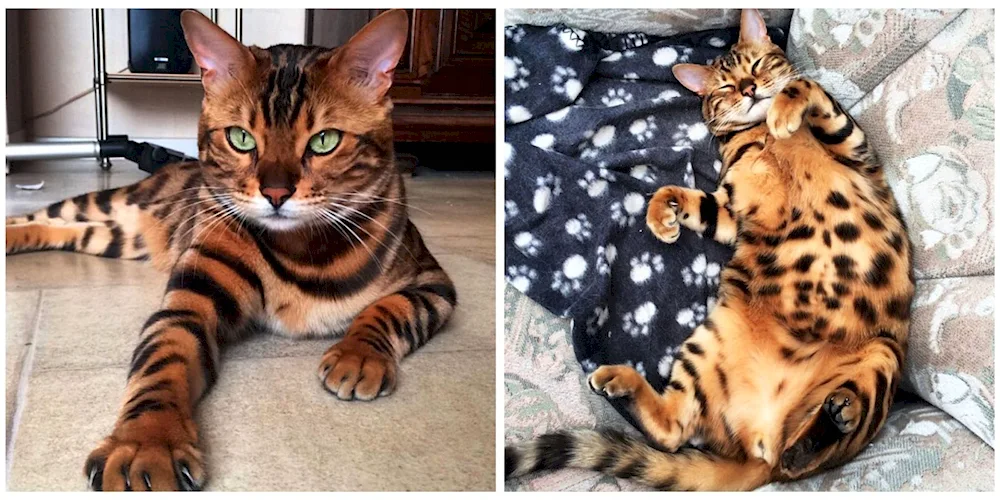 Bengal cat toiger