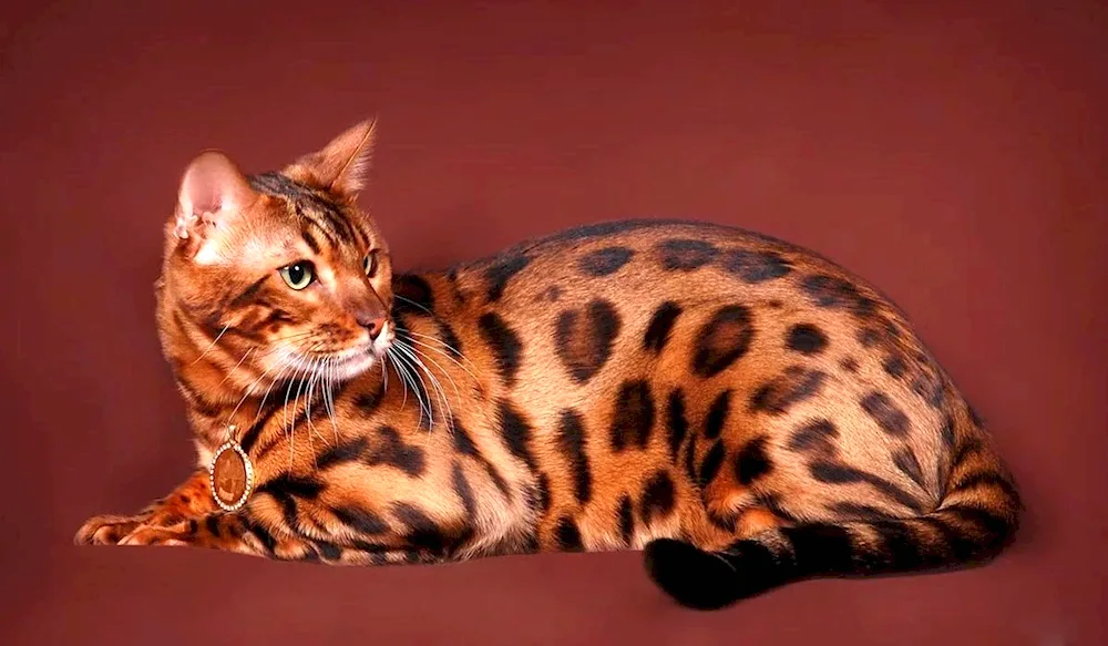 Bengal cat