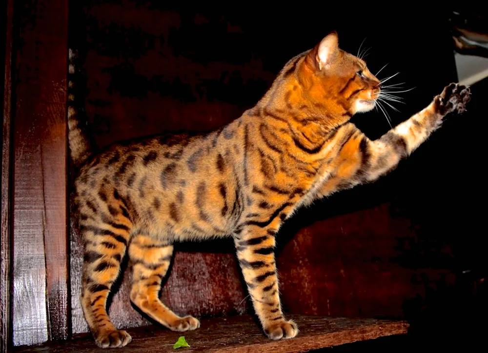 Bengal cat