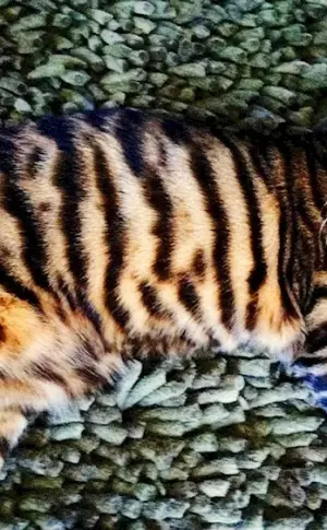 Bengal cat Toyger