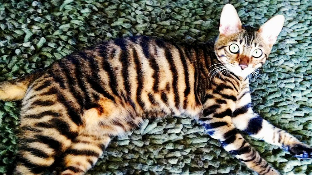 Bengal cat Toyger