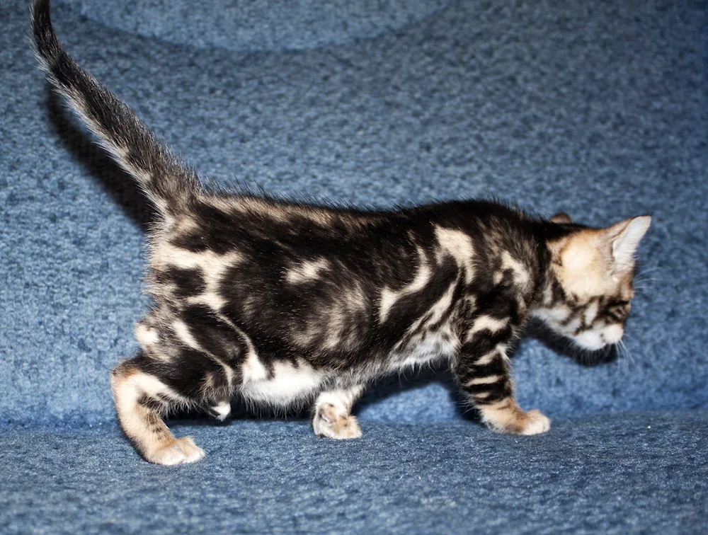 Bengal marble tabby