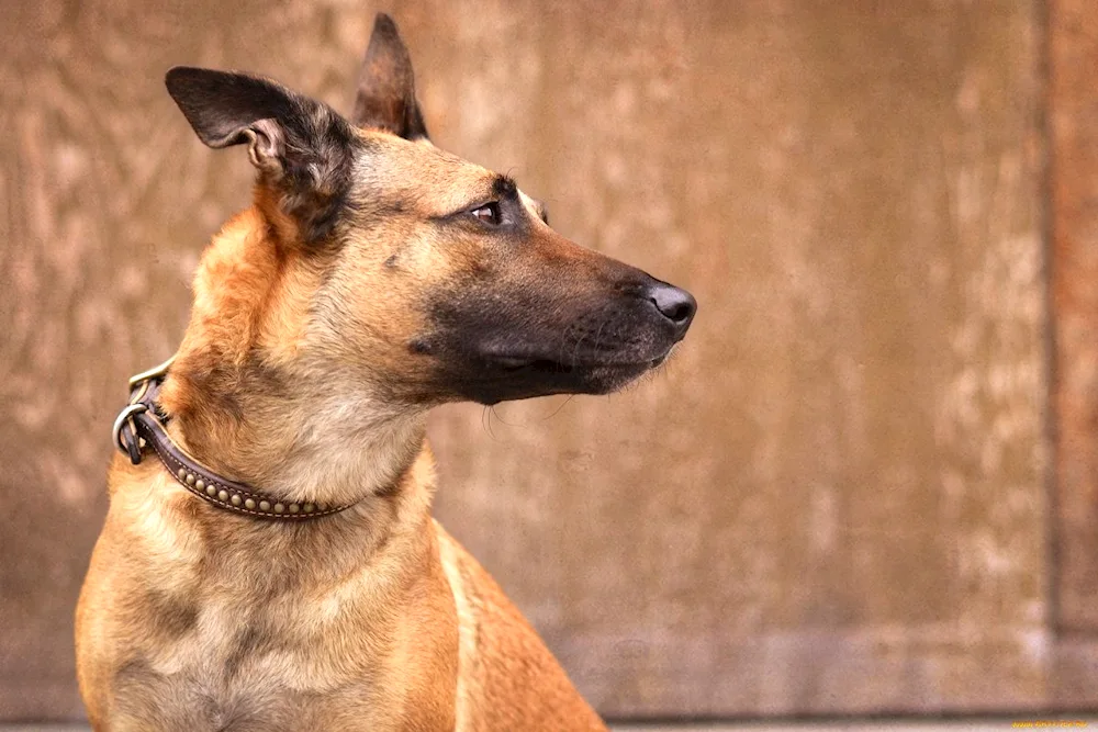 Bengal Shepherd Malinois