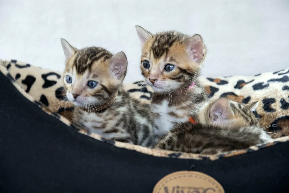 Bengal cat kittens