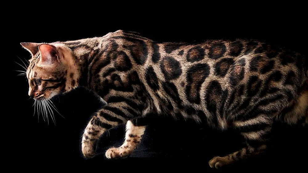 Bengal cat