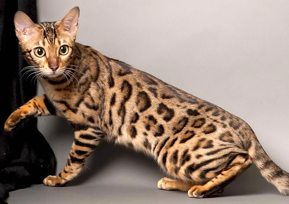 Bengal cat