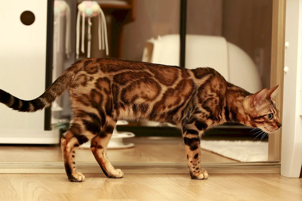 Short-haired Bengal cat