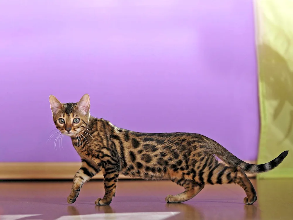 Bengal cat