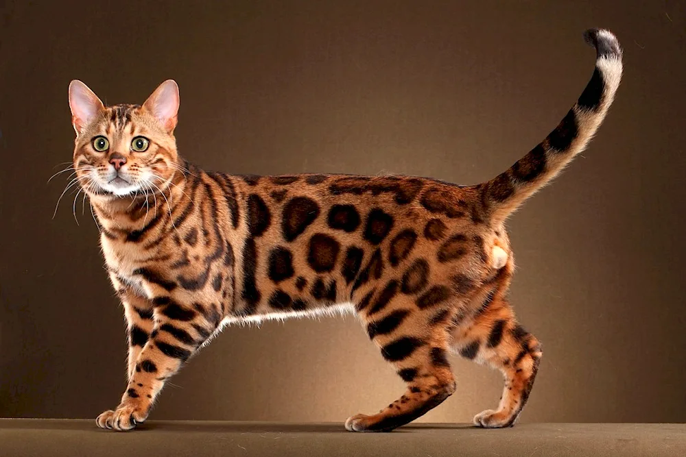 Bengal cat