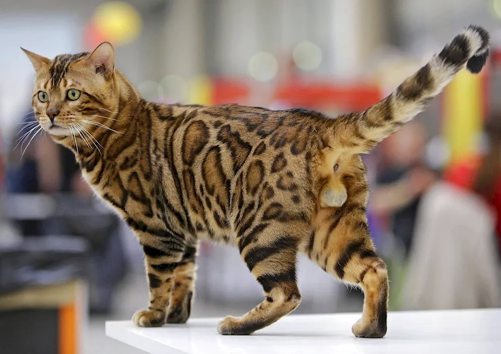 Bengal cat