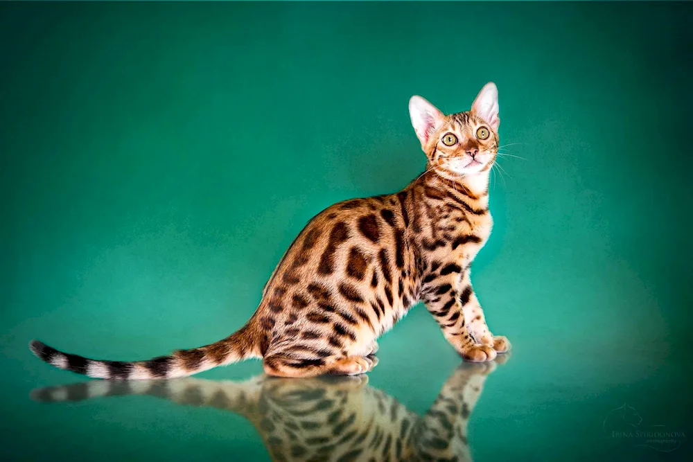 Bengal cat striped