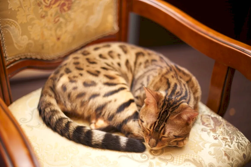 Bengal cat