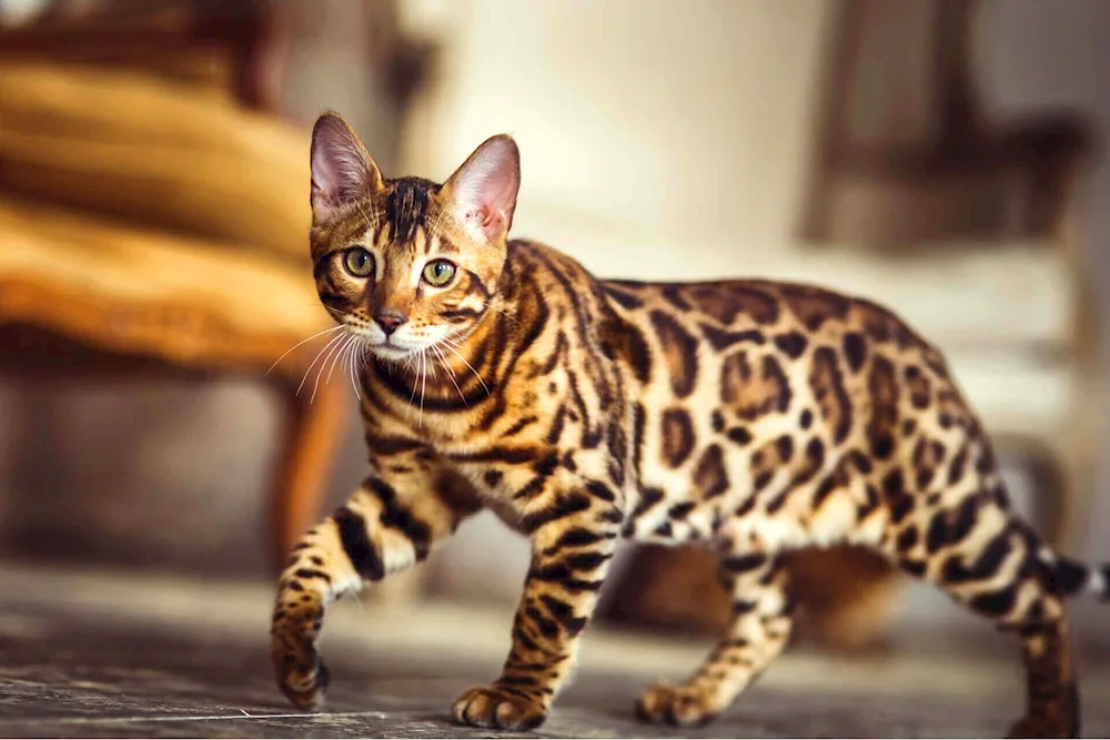 Bengal cat