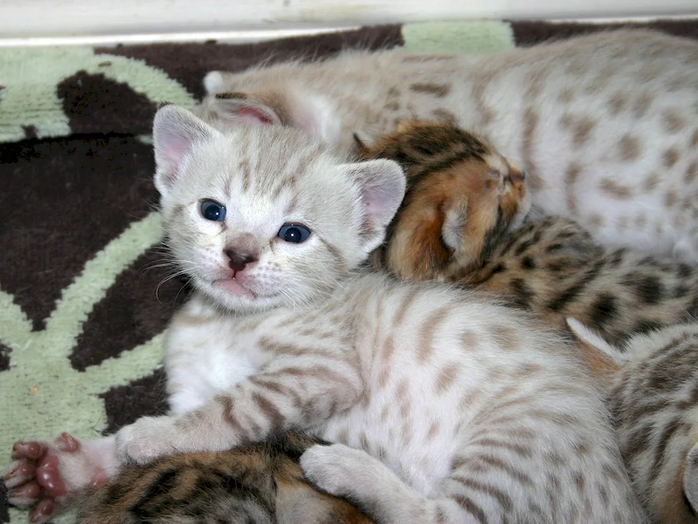 Bengal cat