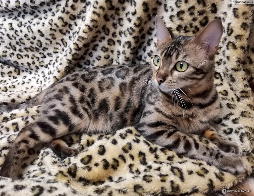 Bengal cat mestizo