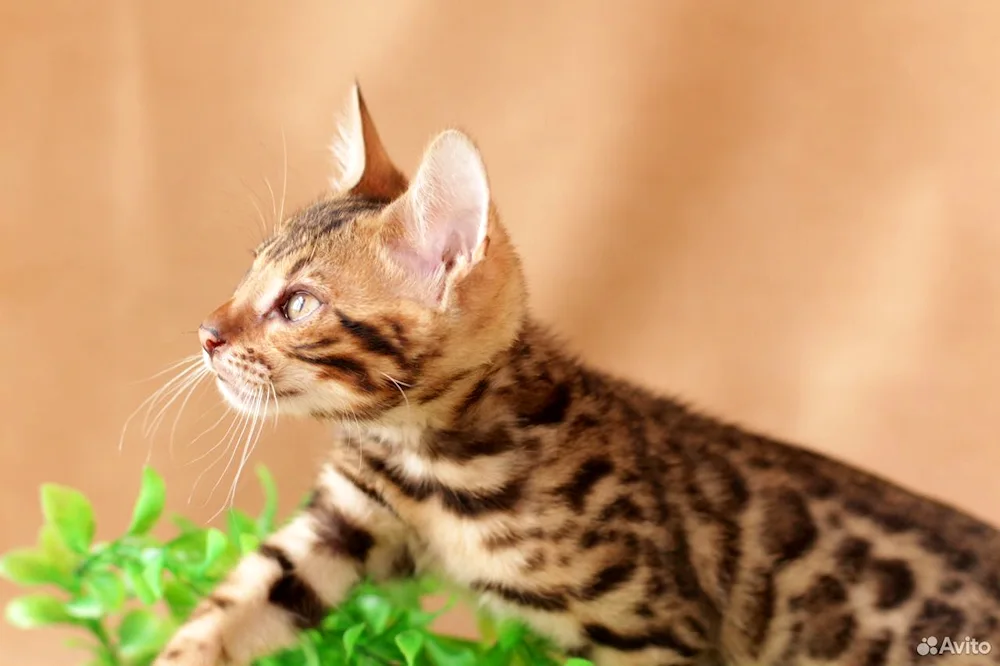 Bengal cat métis