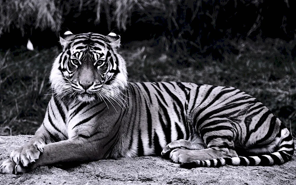 Bengal tiger