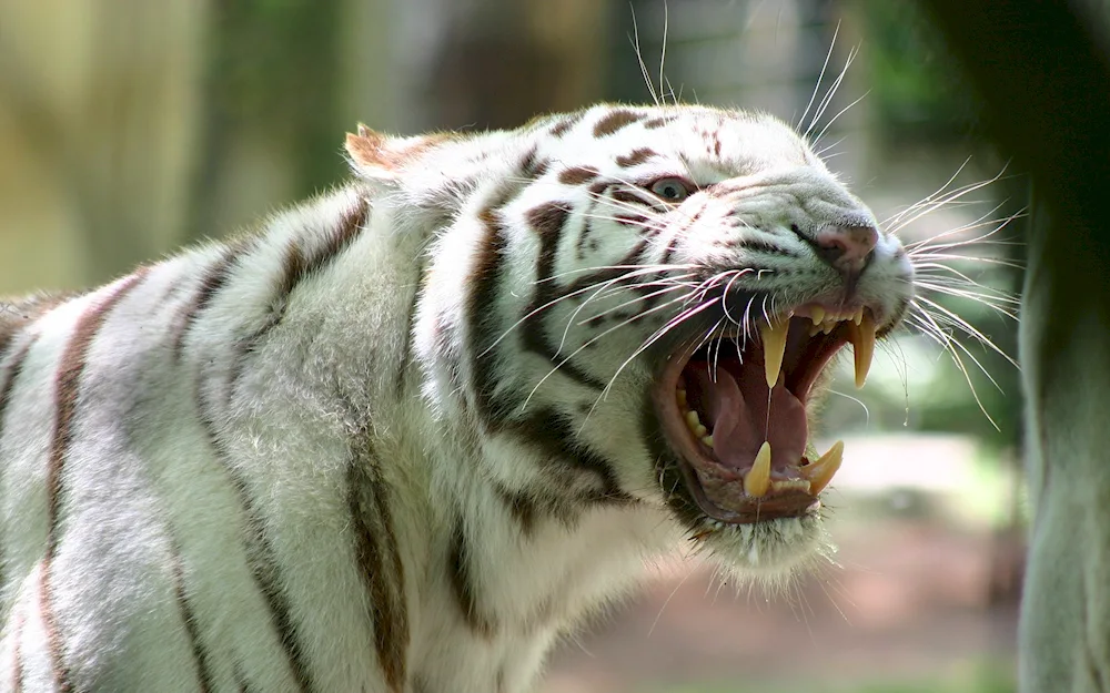 Bengal albino tiger