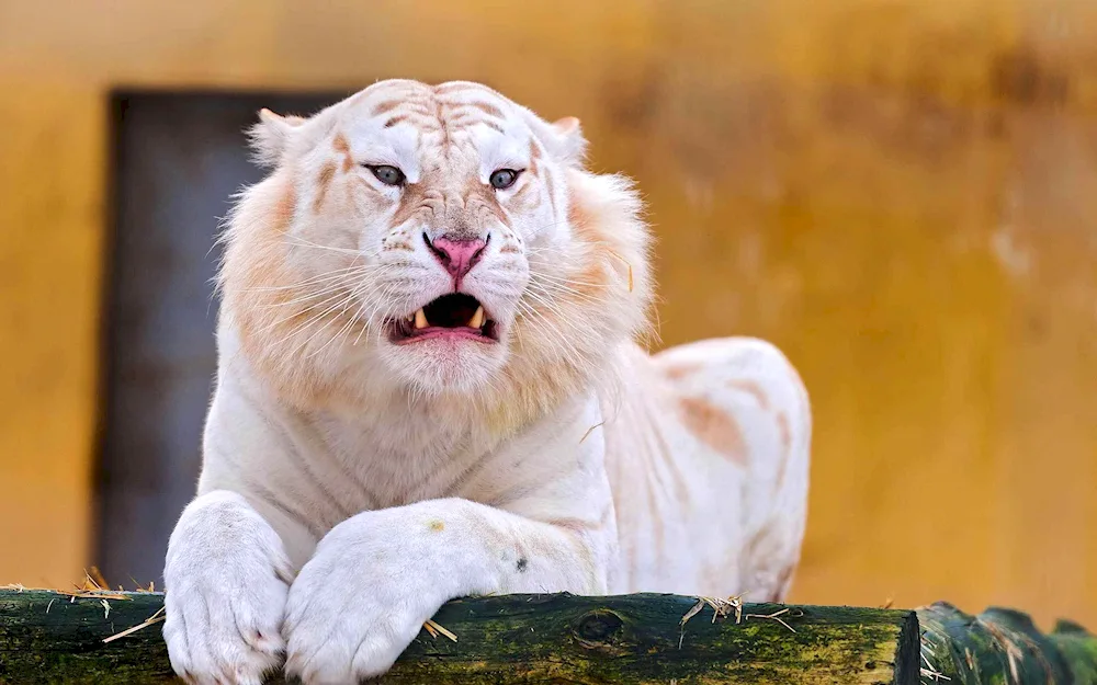 Bengal albino tiger