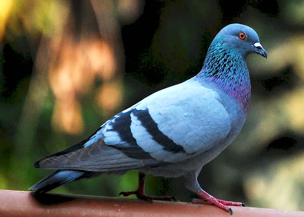 Georgian pigeon