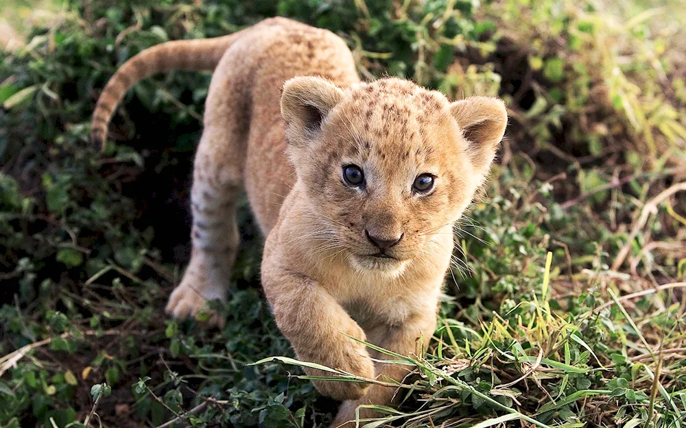 Berberian leopard cub