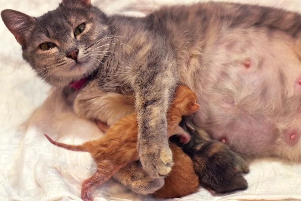 British cat pregnancy