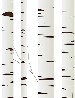 birch tree on white background