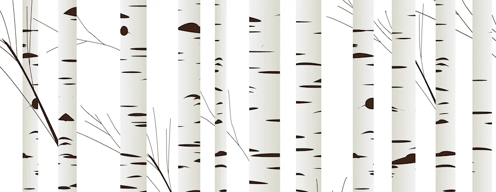 birch tree on white background