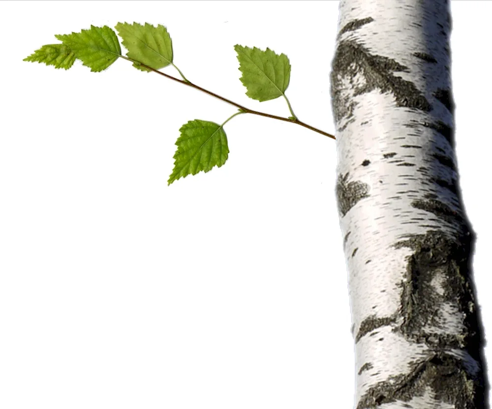 Birch tree on white background