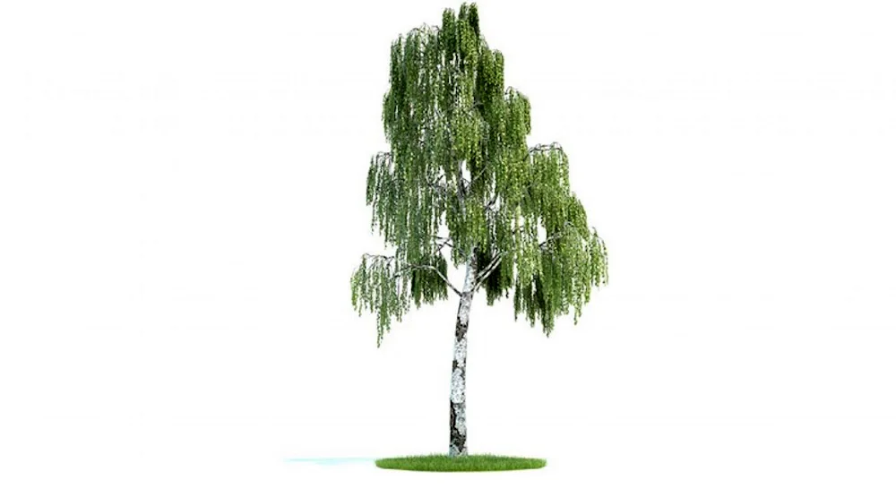 Birch tree on white background