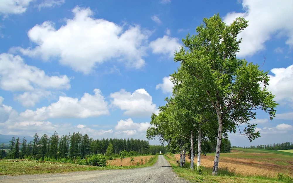 Birch field Russia