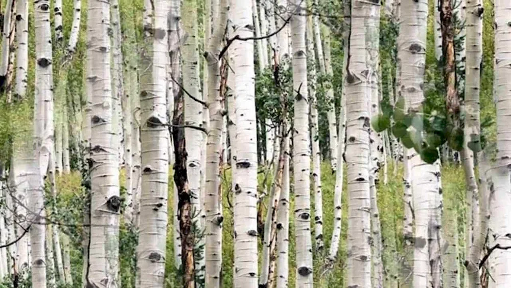 Birch grove