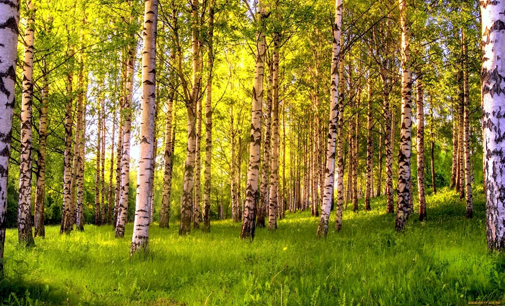 Birch Forest