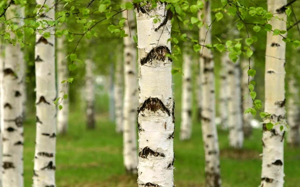 Birch grove Tomsk