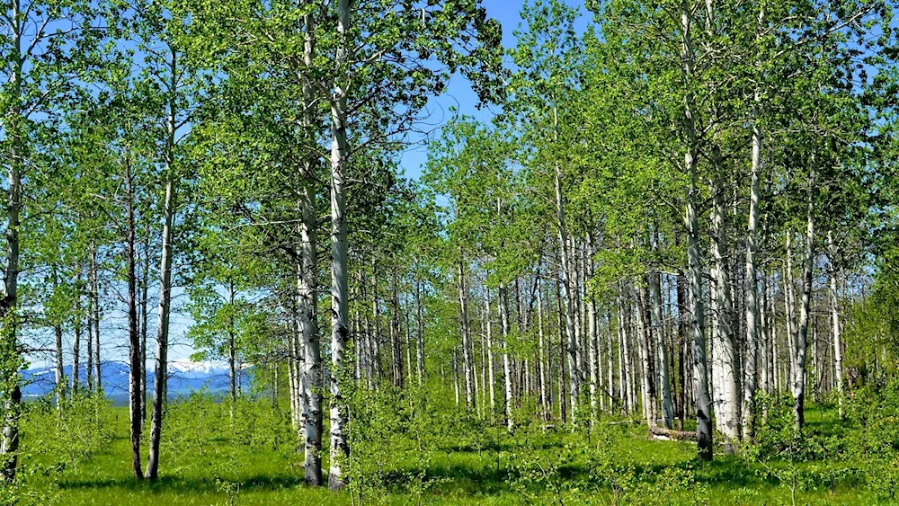 The birch grove birch overhanging