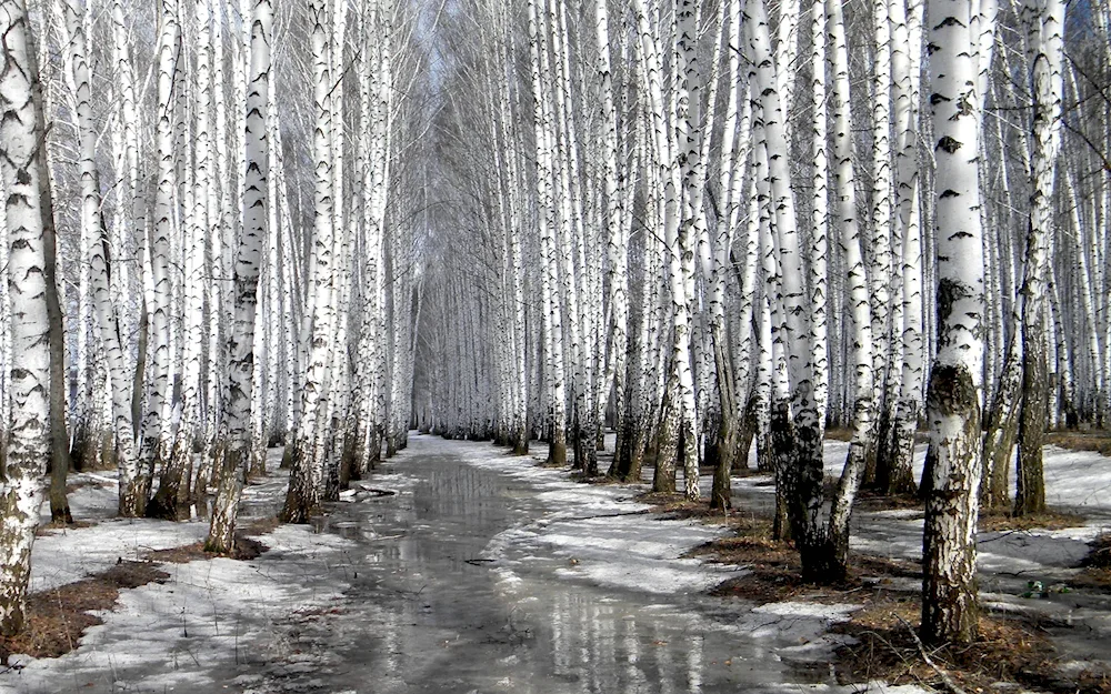 Birch grove Kamensk-Uralsky
