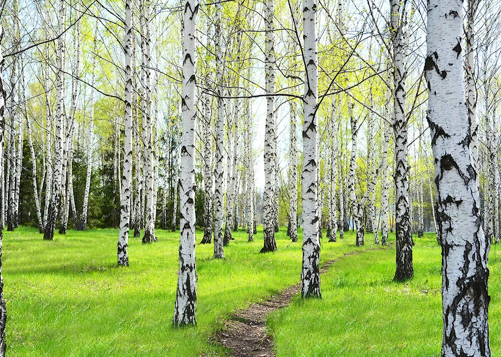 Birch Grove Kostroma