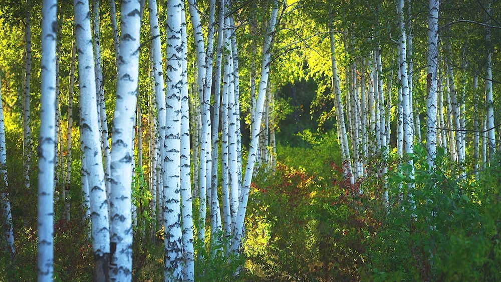 Birch Grove Omsk