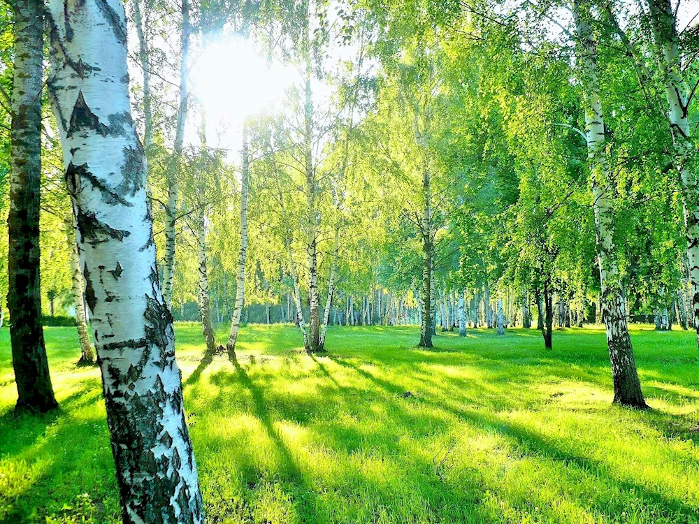 The birch grove of Yakutia