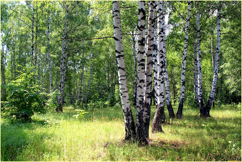 Birch grove Ryazan