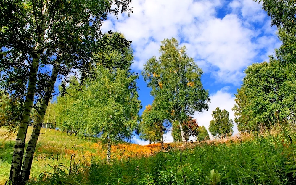 Pushgory birch field Russia