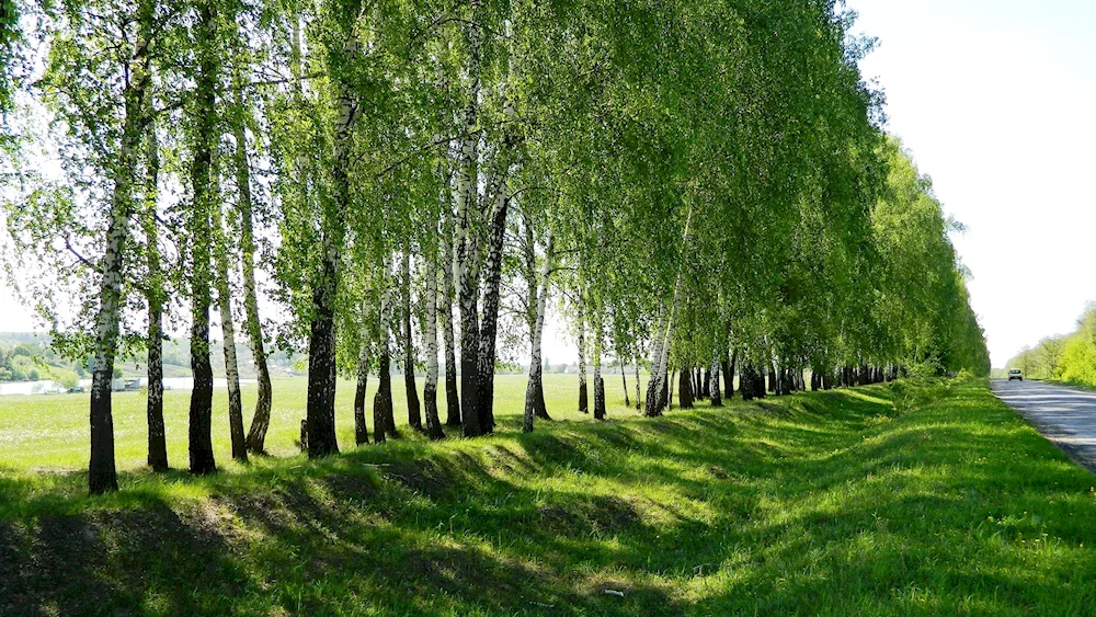 Pushgory birch