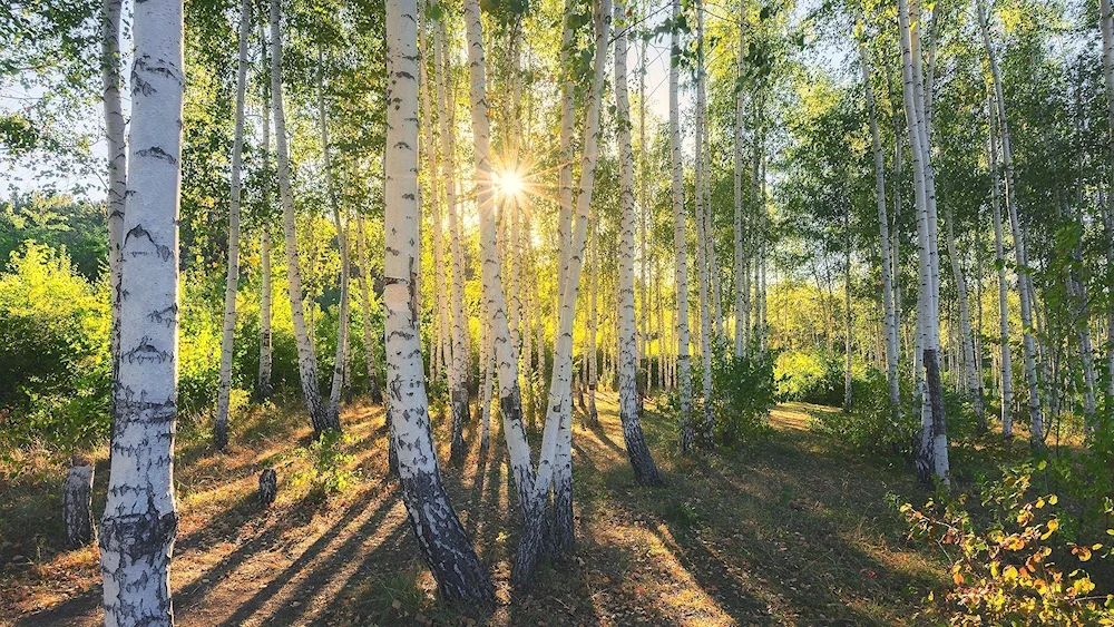 Birch grove Tyumen