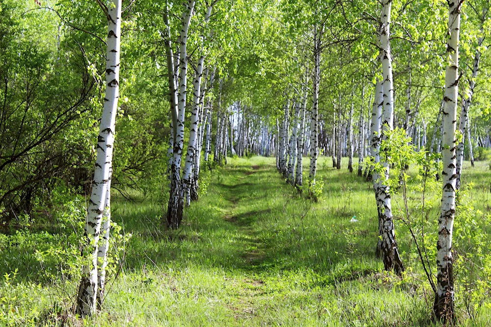Birch grove Tomsk