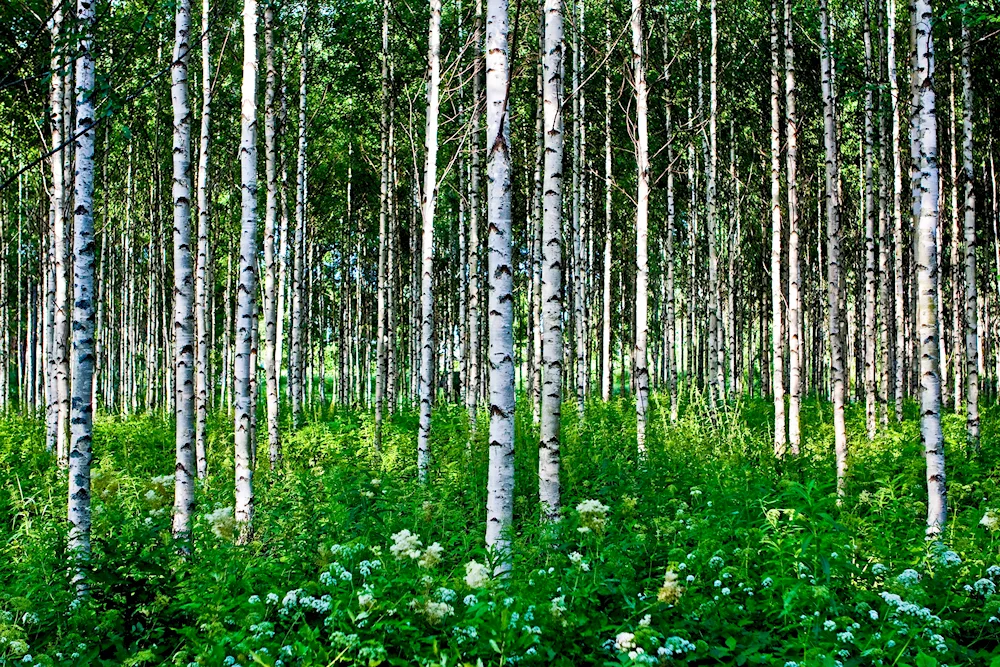 Pushgory Birch Grove