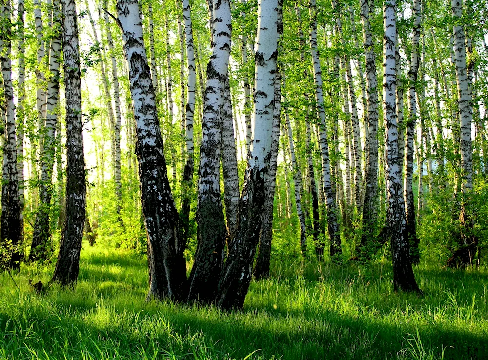 Birch grove Solnechnaya Polyana