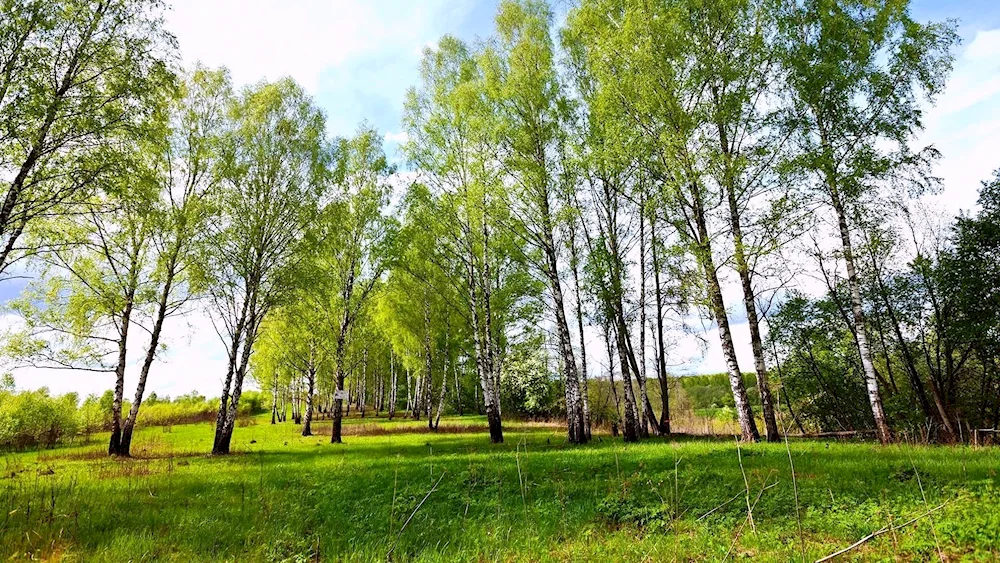 The birch field Russia