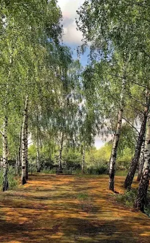 Birch grove Tver
