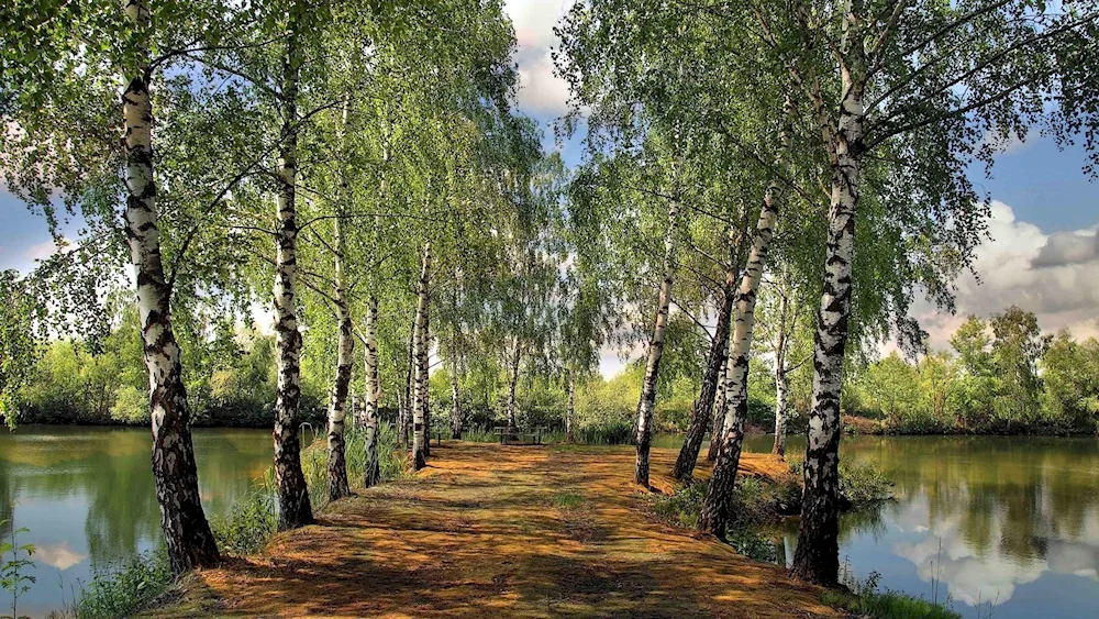 Birch grove Tver