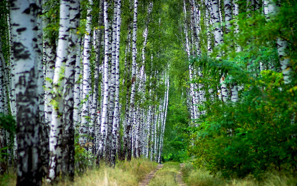 Uzkoy path birch Belarus